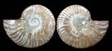 Sliced Fossil Ammonite Pair - Agatized #38763-1